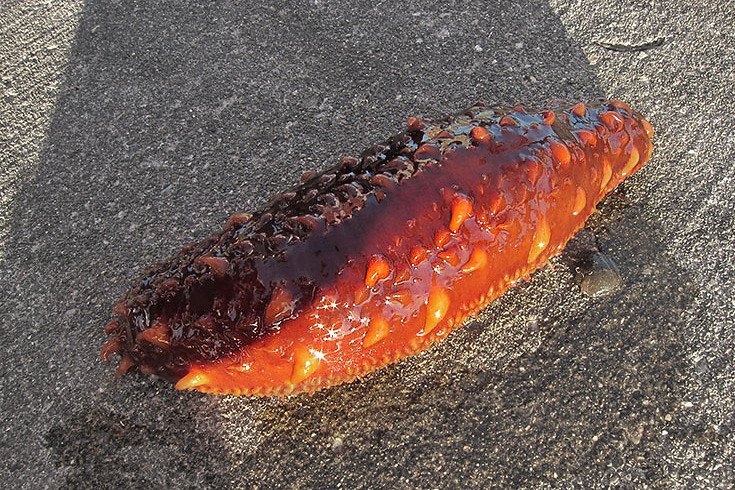 The Metabolic Cost (image credits: flickr)