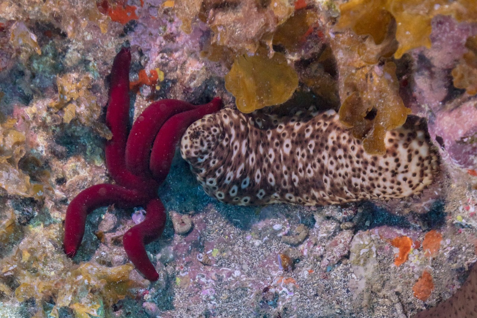 Conservation Concerns (image credits: wikimedia)