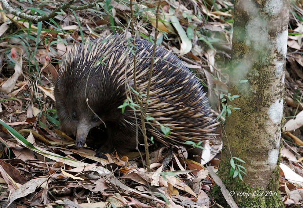 The Shocking Truth About Egg-Laying Mammals (image credits: flickr)