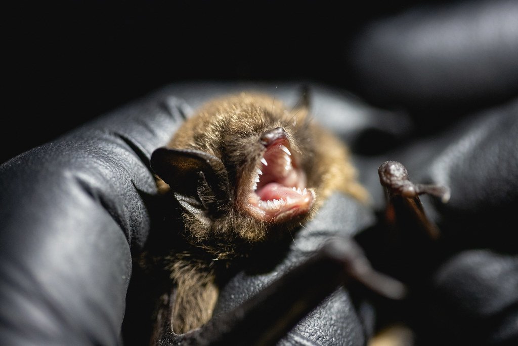 Bumblebee Bat: The World's Tiniest Mammal (image credits: flickr)