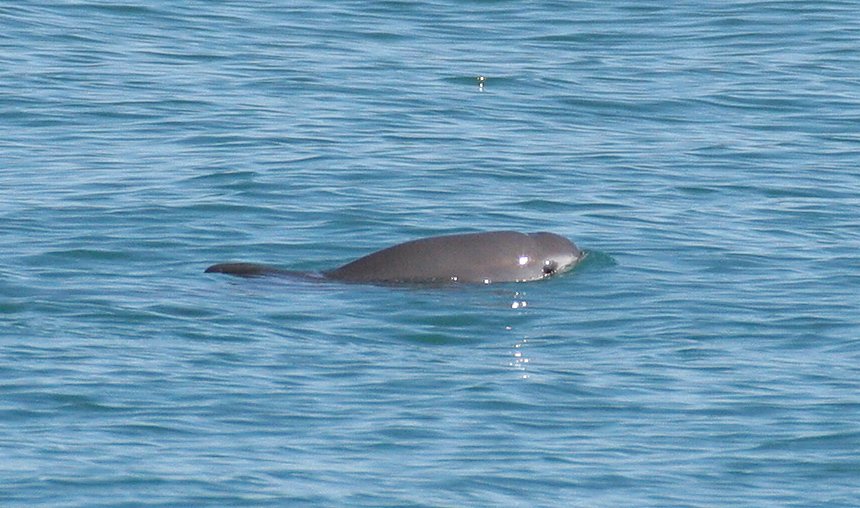 Vaquita: The World's Most Endangered Marine Mammal (image credits: wikimedia)