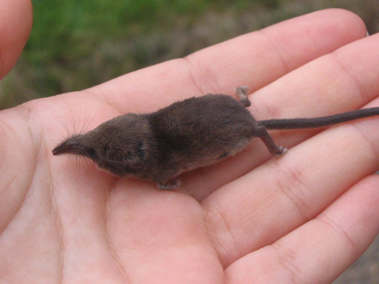 Etruscan Shrew: The Hyperactive Miniature Mammal (image credits: wikimedia)