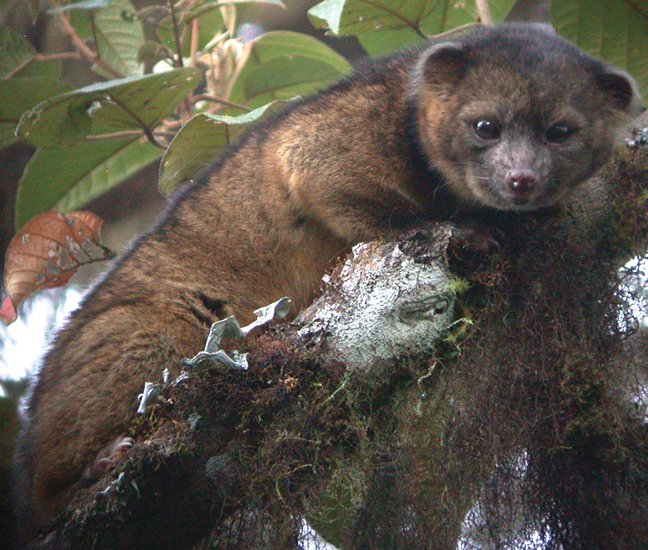 Olinguito: The Newest Mammal Discovery (image credits: wikimedia)