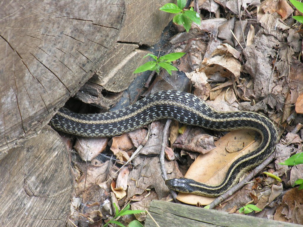 The Economics of Snake Partnership (image credits: flickr)