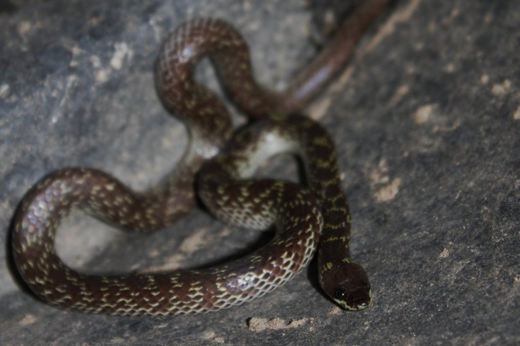 Slug and Snail Control Beyond Expectations (image credits: wikimedia)