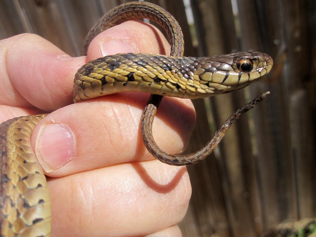 Creating Snake-Friendly Garden Spaces (image credits: flickr)