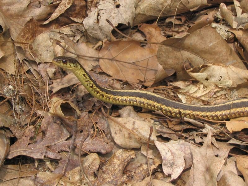 The Surprising Intelligence of Garden Snakes (image credits: flickr)