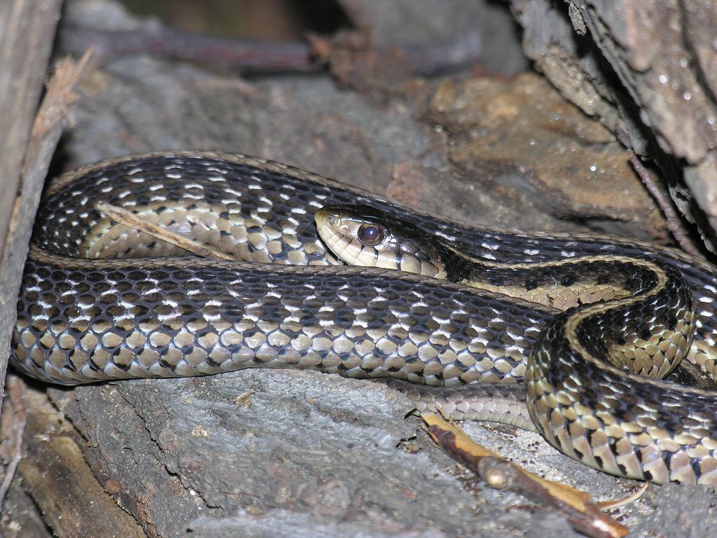 Conservation and Garden Stewardship (image credits: flickr)