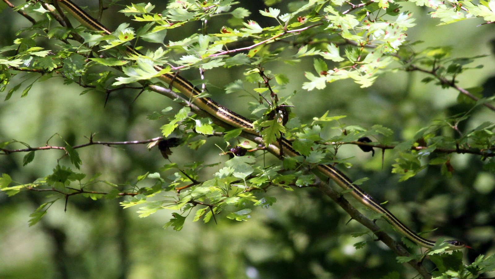 Measuring the Impact of Snake Presence (image credits: wikimedia)