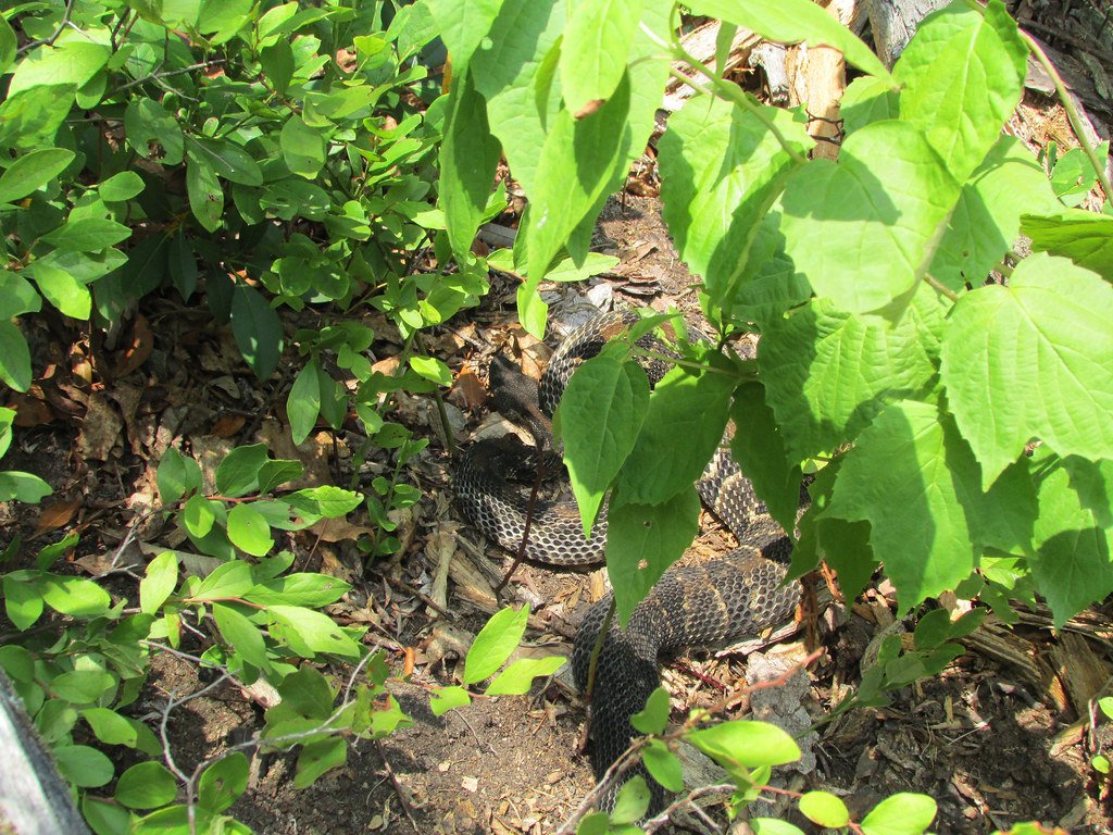 The Future of Snake-Garden Partnerships (image credits: flickr)