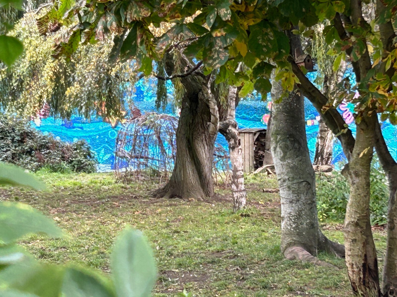 The Chemistry Hidden in Bark (image credits: wikimedia)