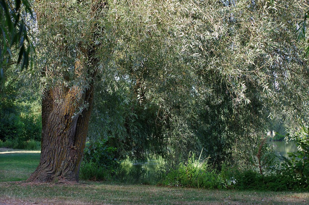 Personal Reflection on Nature's Pharmacy (image credits: flickr)