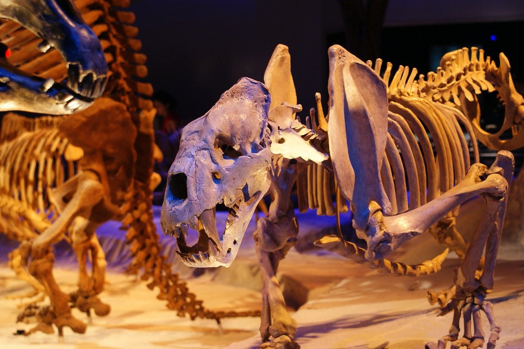 The Synergistic Extinction Model: A New Synthesis (image credits: flickr)