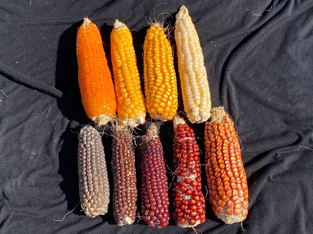 Genetic Switches That Revolutionized Plant Architecture (image credits: flickr)