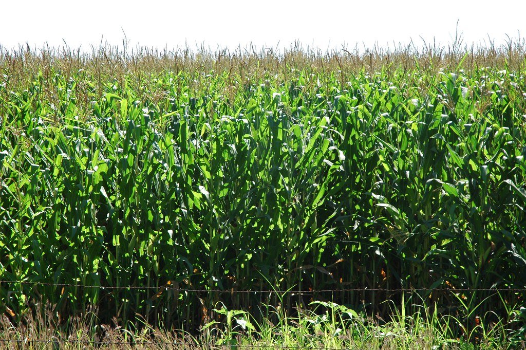 The Nutritional Engineering Continues (image credits: flickr)