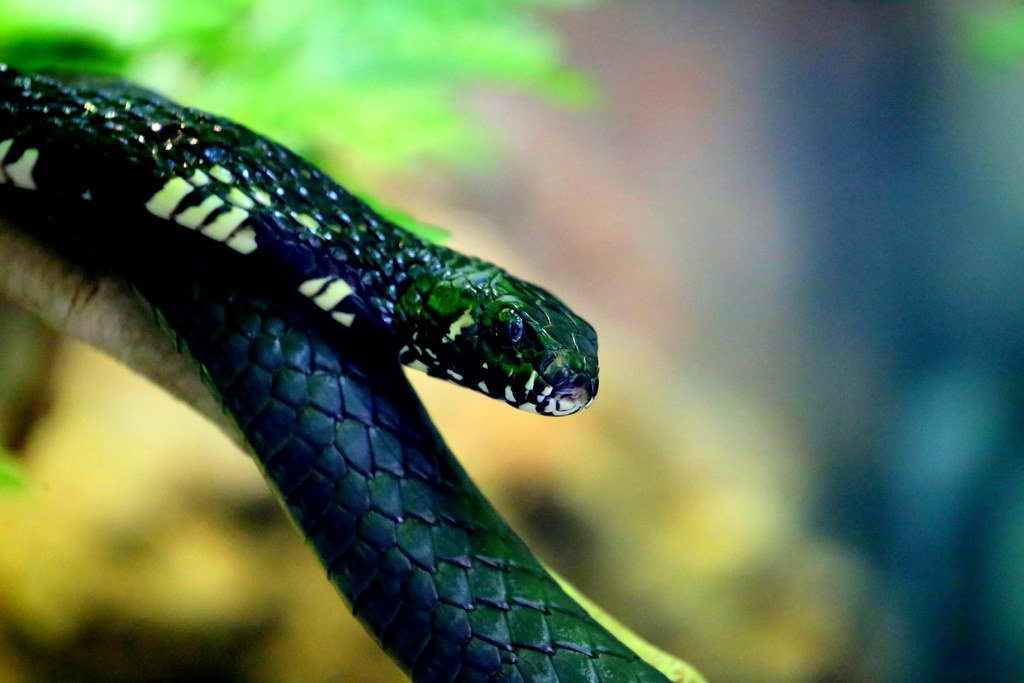 Meet the Chrysopelea: Nature's Aerial Serpent Specialists (image credits: flickr)