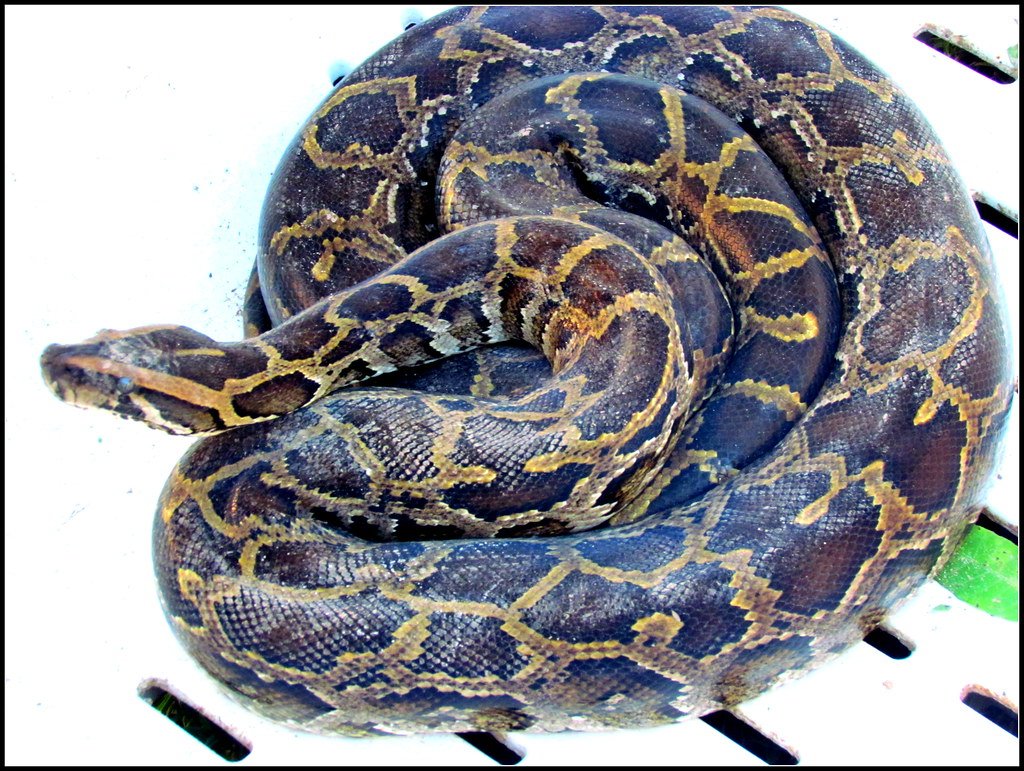 The Biomechanics of Serpentine Aerodynamics (image credits: flickr)