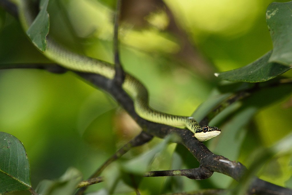 Evolutionary Adaptations for Aerial Mastery (image credits: flickr)