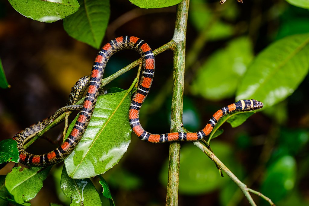 Comparative Gliding: How Snakes Stack Up (image credits: flickr)
