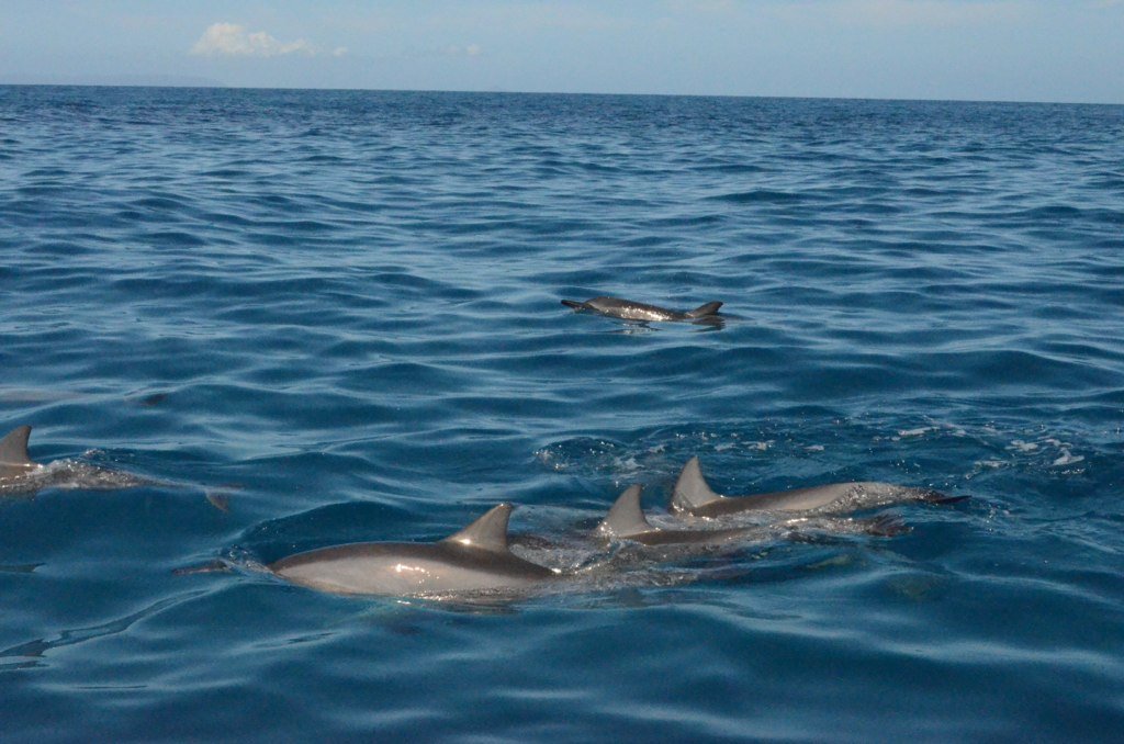 Dolphins and the Half-Brain Sleep Revolution (image credits: flickr)