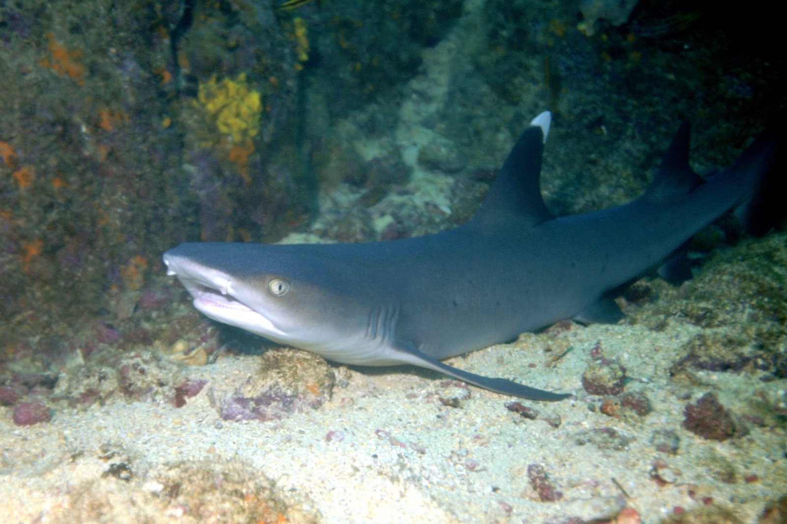 Sharks: The Restless Predators (image credits: wikimedia)