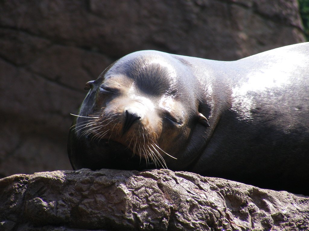 Seals: Masters of Aquatic and Terrestrial Sleep (image credits: flickr)