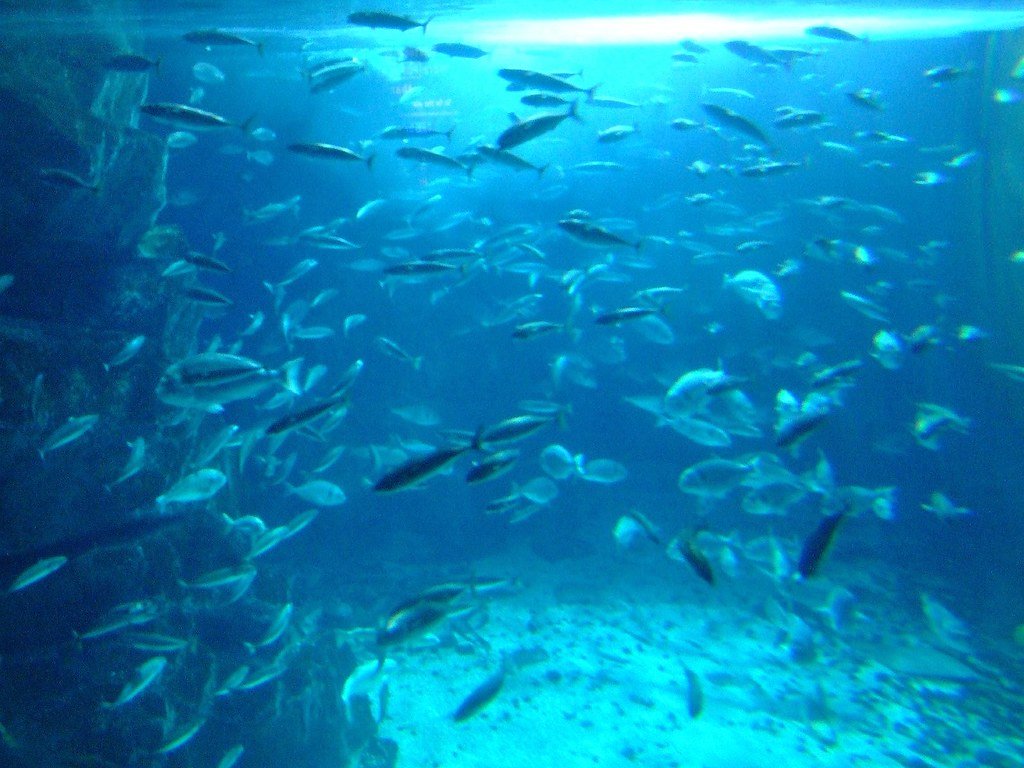 Deep Sea Creatures: Sleep in the Abyss (image credits: flickr)