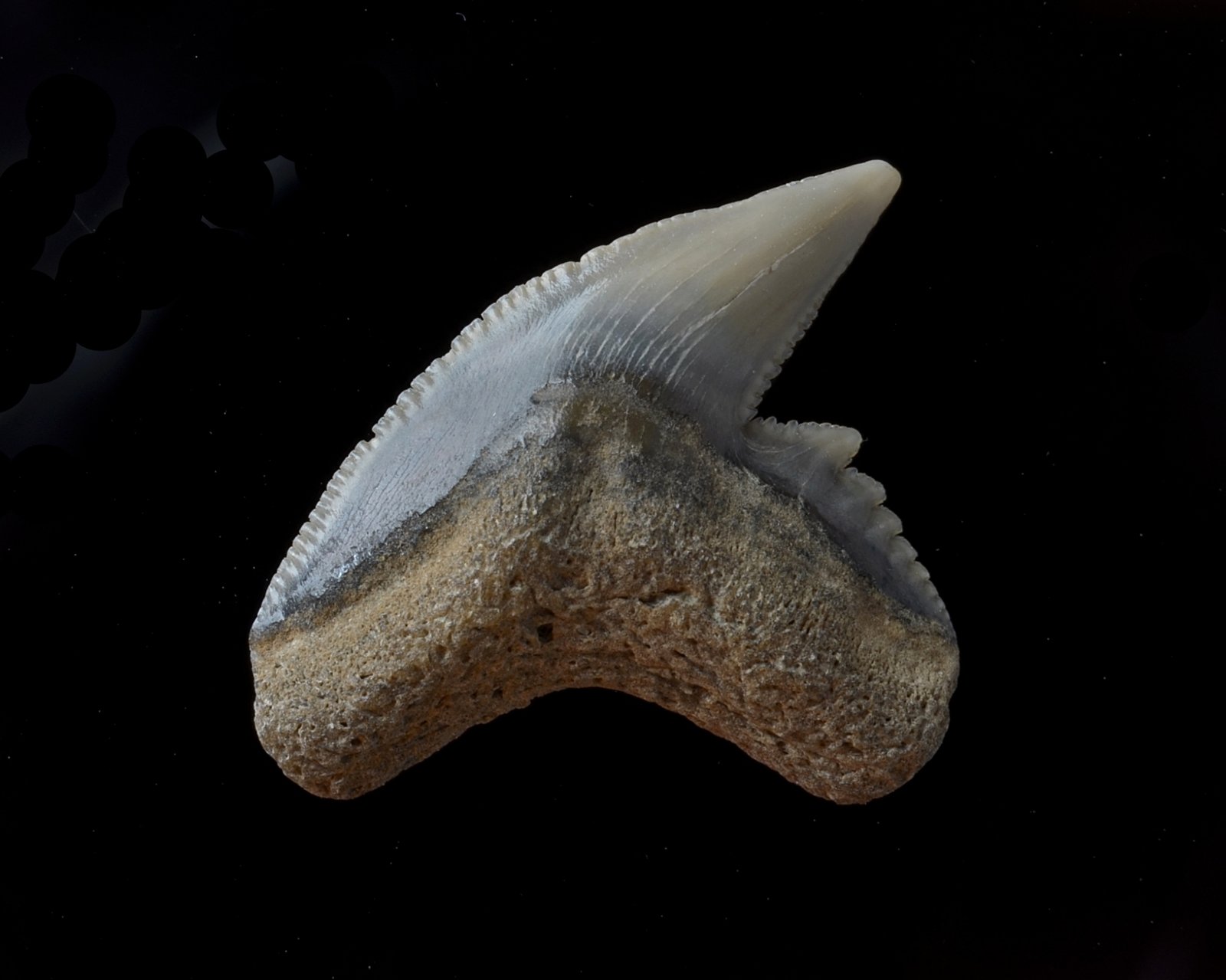 The Scientific Revolution's Challenge (image credits: wikimedia)