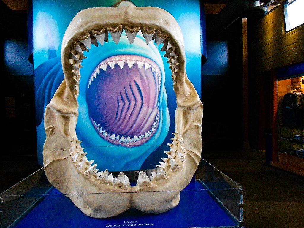 Megalodon: The Ultimate Predator Revealed (image credits: flickr)