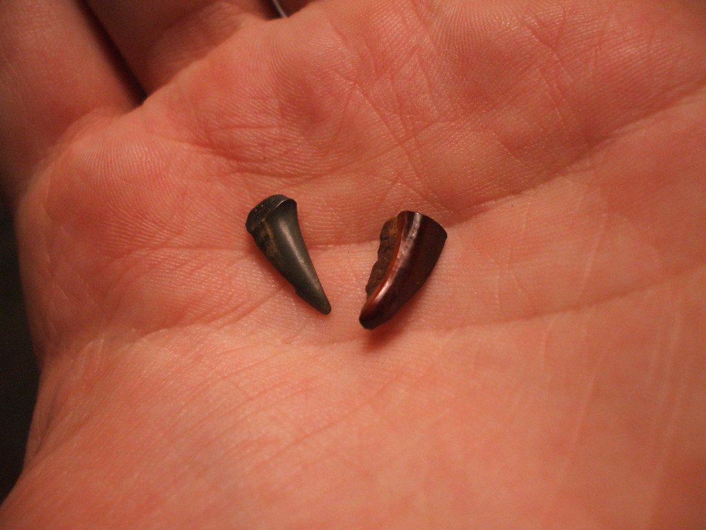 The Formation Process: From Tooth to Stone (image credits: flickr)