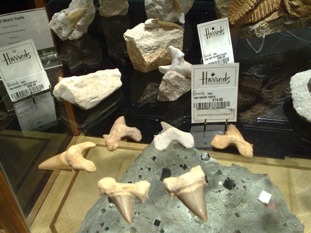 Geographic Distribution and Fossil Hotspots (image credits: flickr)