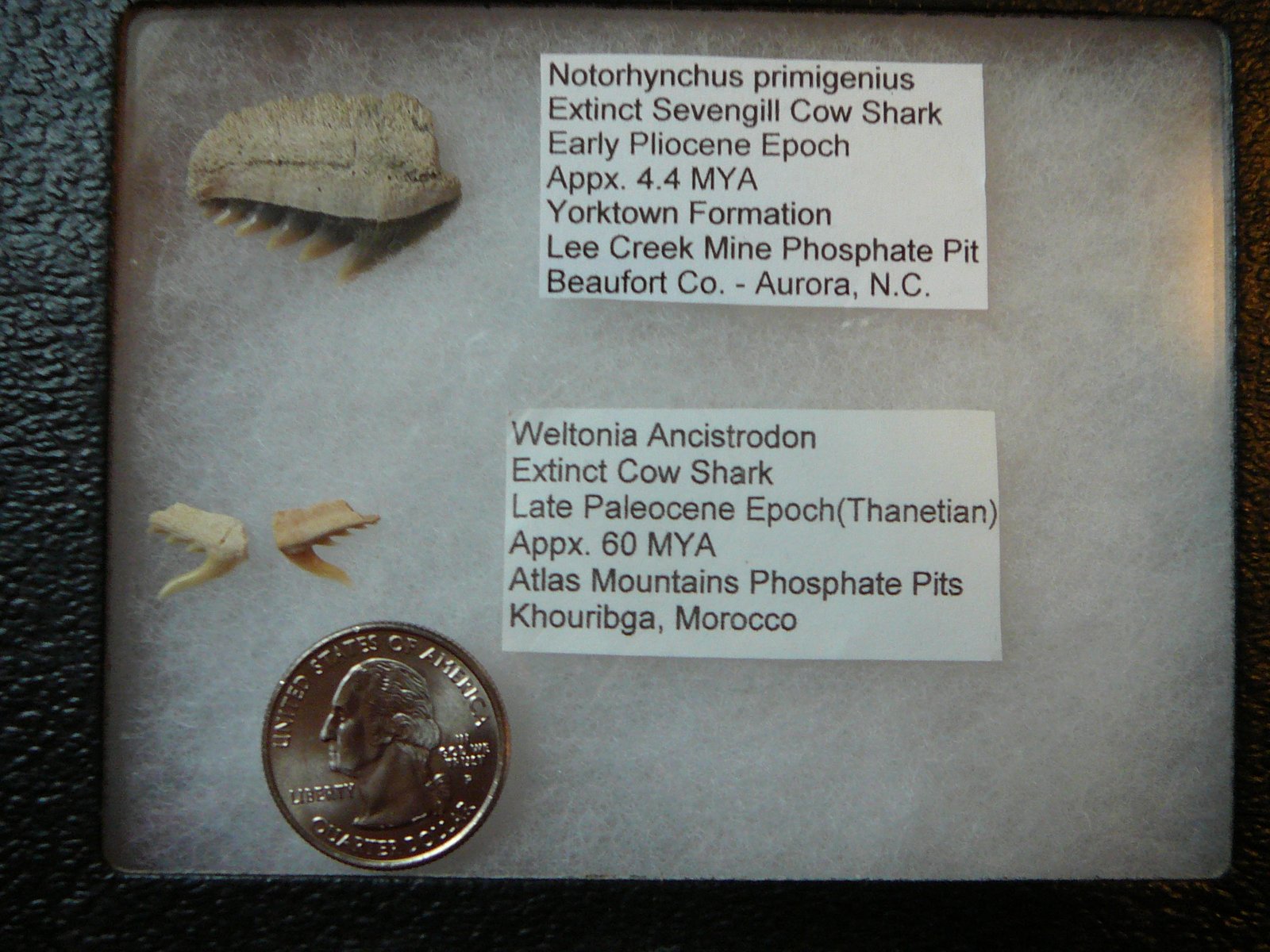 Species Diversity in the Fossil Record (image credits: wikimedia)