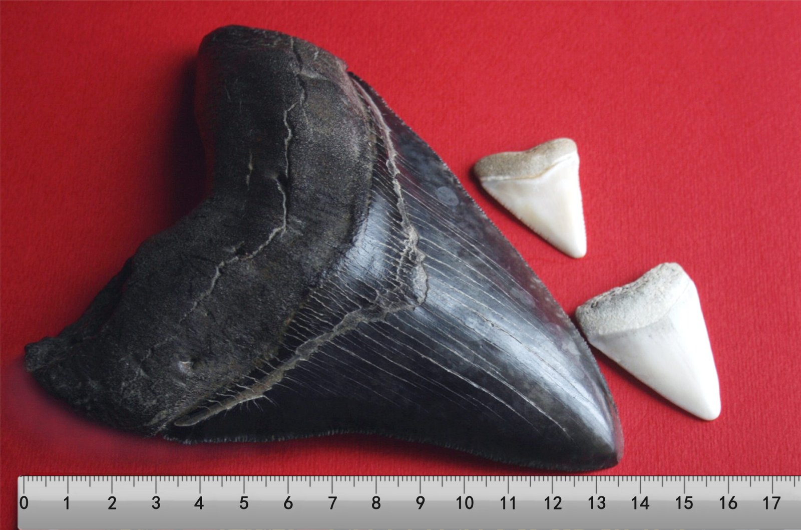 Modern Shark Teeth vs. Ancient Specimens (image credits: wikimedia)