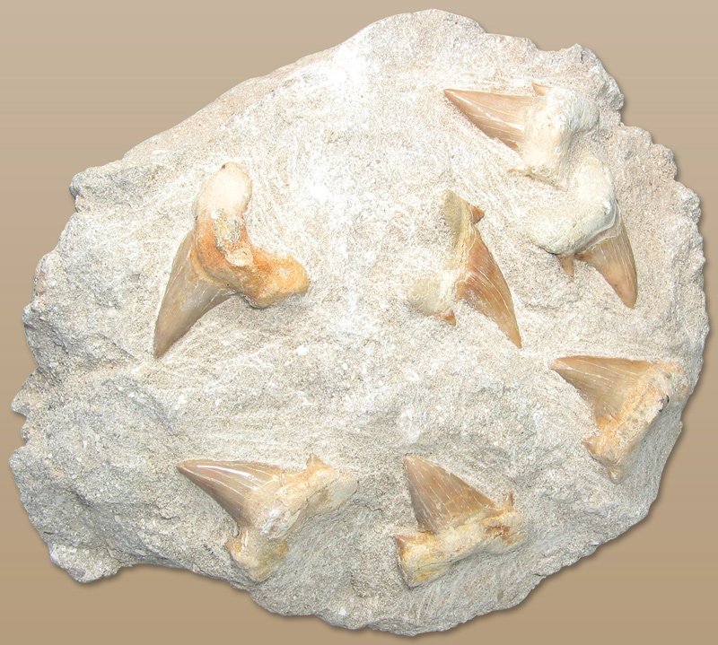 Paleontological Significance and Research (image credits: wikimedia)