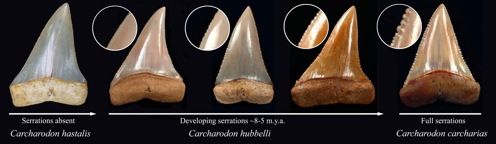 Modern Applications and Scientific Value (image credits: wikimedia)