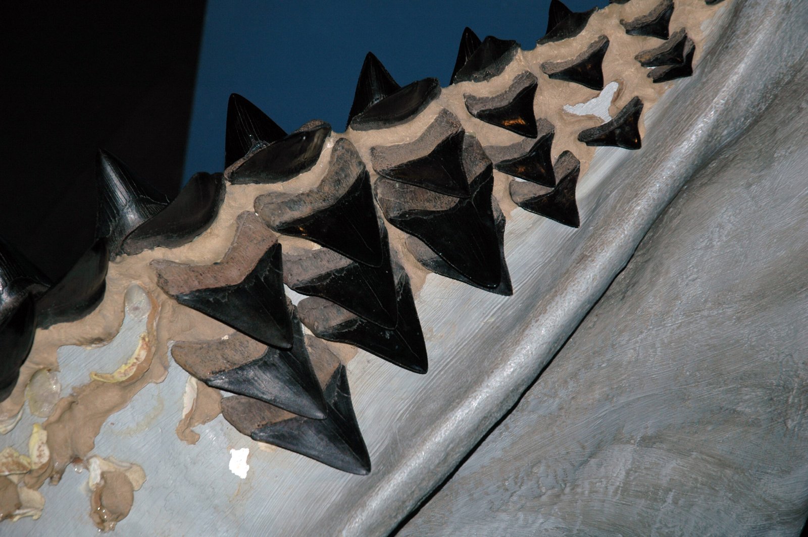 The Legacy of Ancient Seas (image credits: wikimedia)