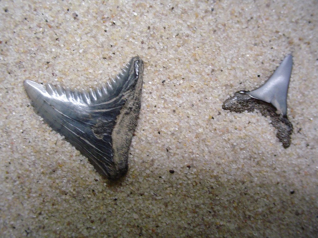 When Fossilized Shark Teeth Were Called "Tongue Stones"