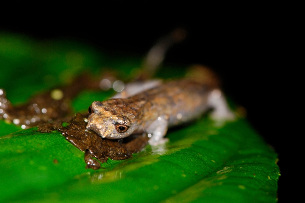 Future Discoveries: Unlocking the Secrets of Biological Ballistics (image credits: rawpixel)