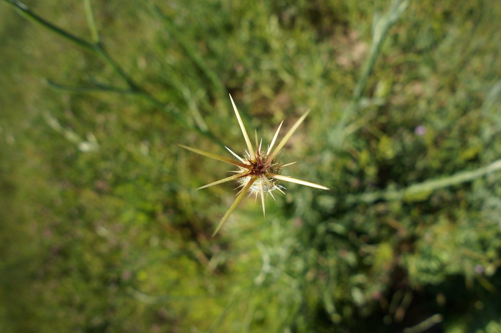 Masters of Disguise: The Sneaky Transportation Methods (image credits: flickr)