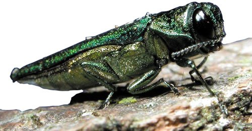 Economic Warfare: The Hidden Costs of Biological Invasions (image credits: emerald ash borer 3, CC BY 2.0, https://commons.wikimedia.org/w/index.php?curid=17801122)
