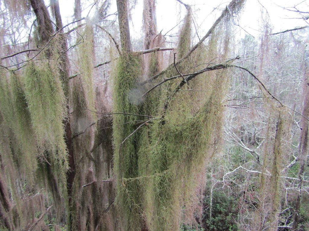 Fighting Back: Nature's Resistance Movements (image credits: flickr)