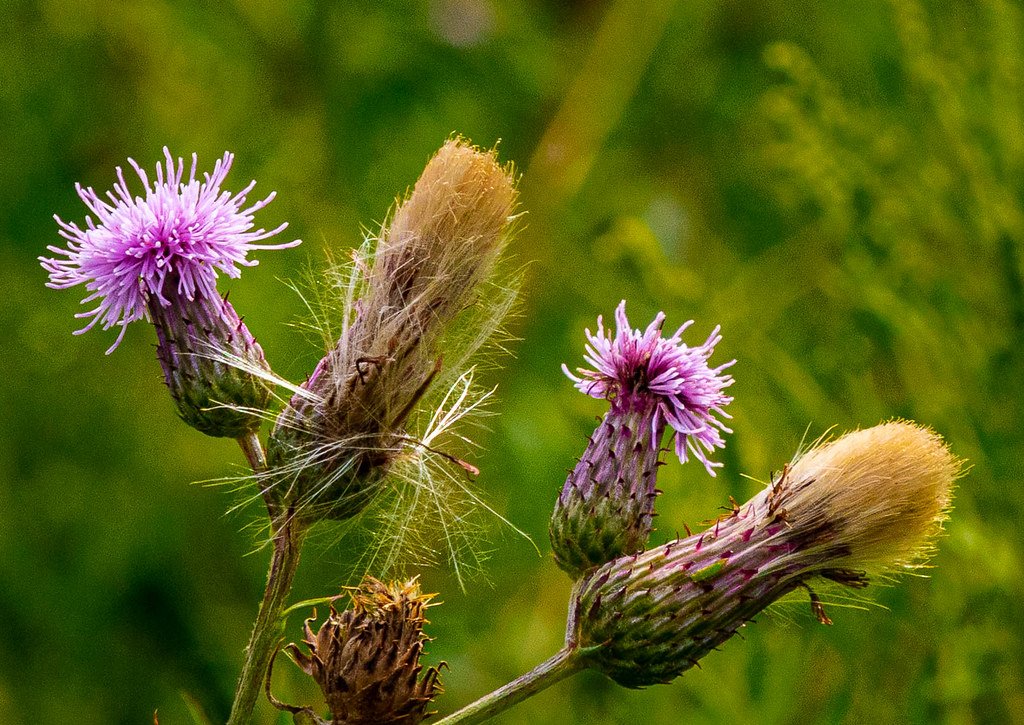 The Future of Invasion: Emerging Threats and Opportunities (image credits: flickr)