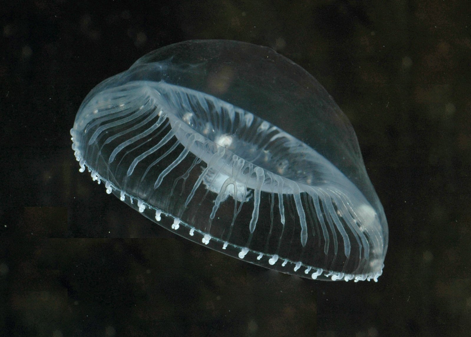 The Mysterious Creature Behind the Revolution (image credits: By Ssblakely, Attribution, https://commons.wikimedia.org/w/index.php?curid=4091844)