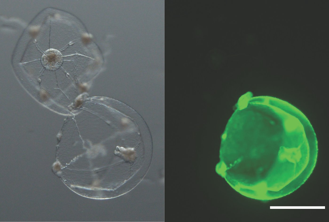 The Discovery That Started Everything (image credits: wikimedia)