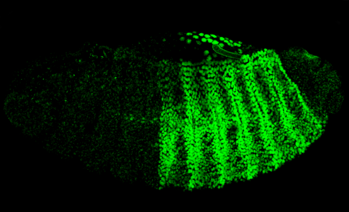How Nature Created the Perfect Glowing Protein (image credits: wikimedia)