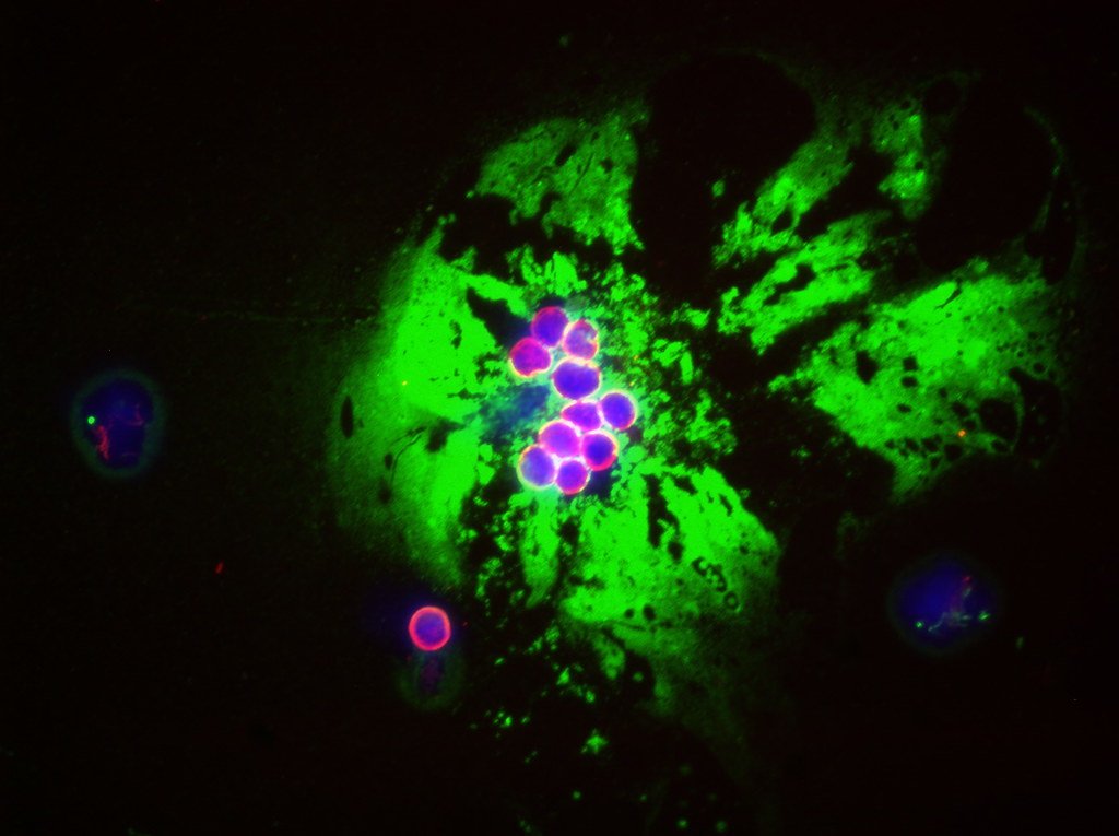 Transforming Our Understanding of Life Itself (image credits: flickr)