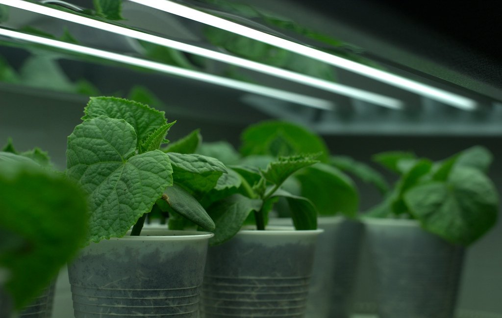 The Agricultural Revolution Nobody Talks About (image credits: flickr)