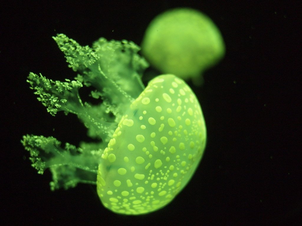 The Biotechnology Industry Born from Jellyfish (image credits: flickr)