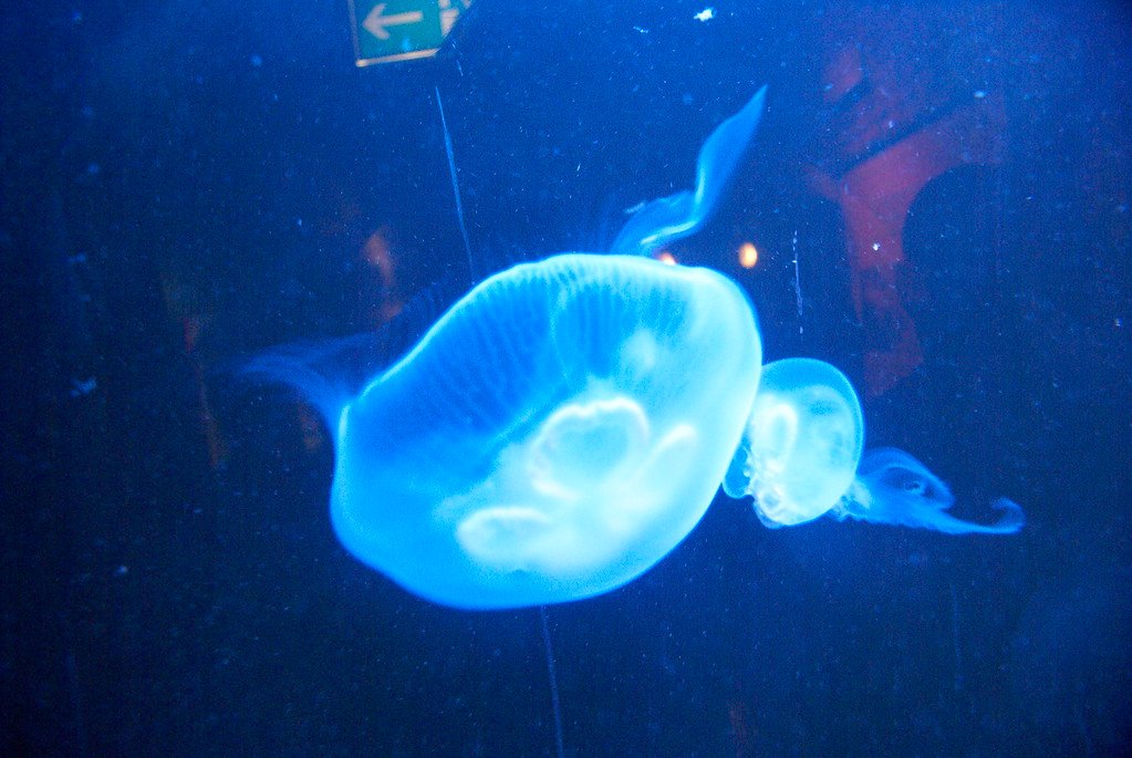 The Unexpected Heroes of This Scientific Revolution (image credits: flickr)