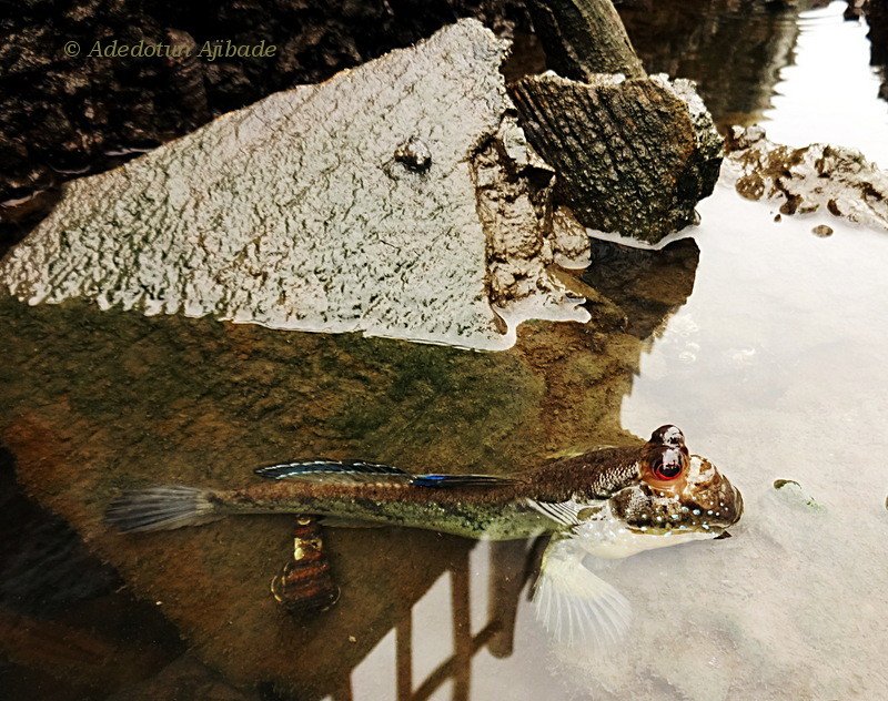 Feeding Habits That Span Two Worlds (image credits: flickr)